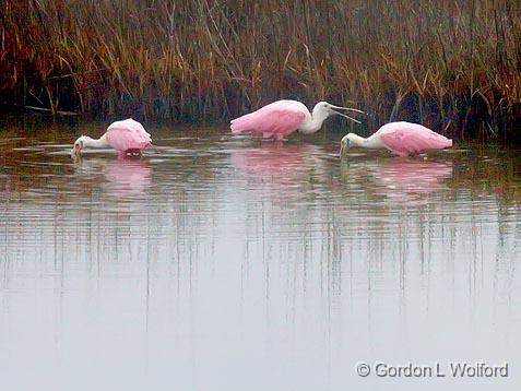 Roseate Spoonbills_34118.jpg - Roseate Spoonbill (Ajaia ajaja)Photographed at the Magic Ridge Bird Sanctuary on the Gulf coast near Port Lavaca, Texas, USA.